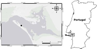 Performance of the long-snouted seahorse, Hippocampus guttulatus, under warming conditions
